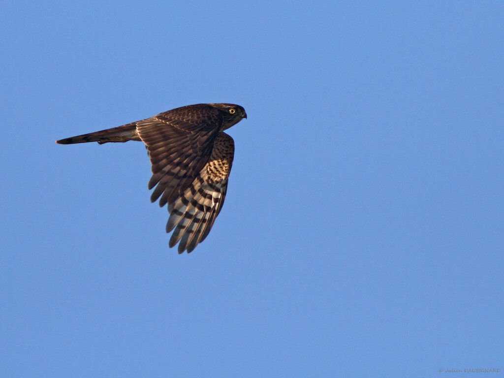 Eurasian Sparrowhawk, Flight