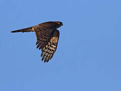 Eurasian Sparrowhawk