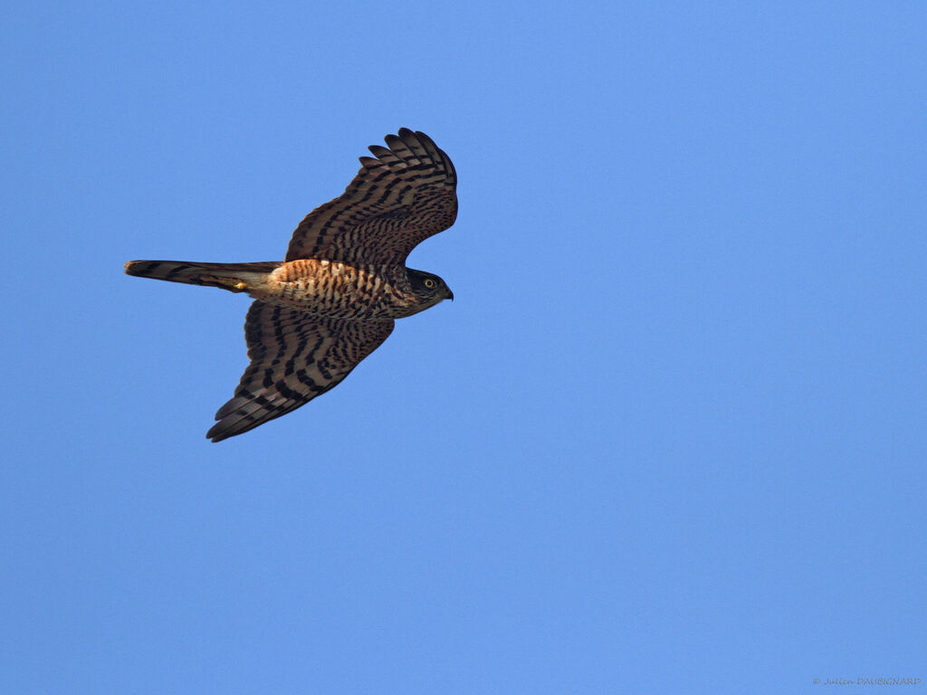 Eurasian Sparrowhawk, Flight