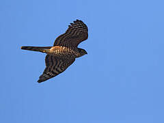 Eurasian Sparrowhawk