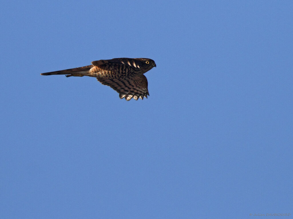 Eurasian Sparrowhawk, Flight