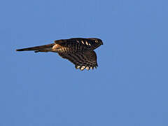 Eurasian Sparrowhawk