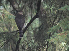 Cooper's Hawk