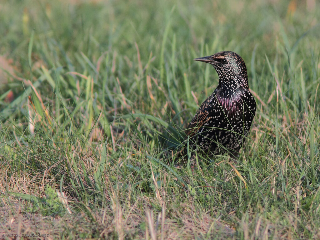 Étourneau sansonnetadulte, identification