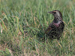 Common Starling