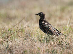 Common Starling