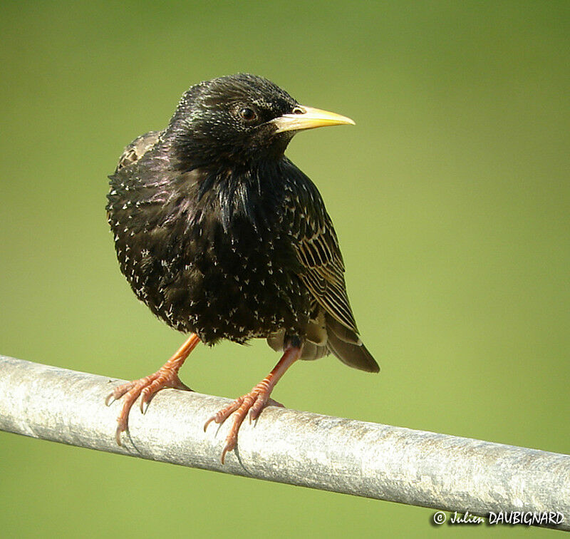 Common Starling