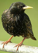 Common Starling