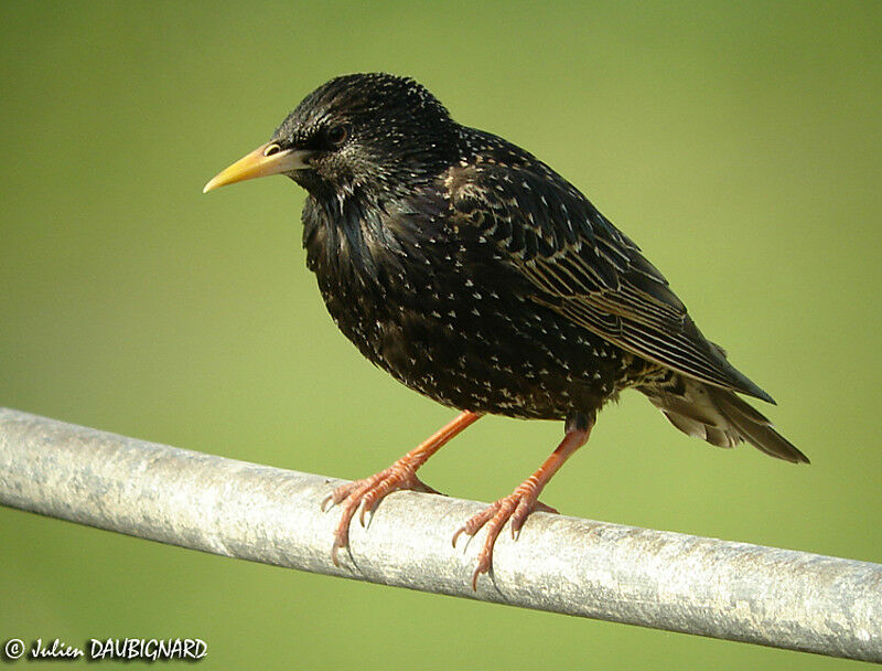 Common Starling