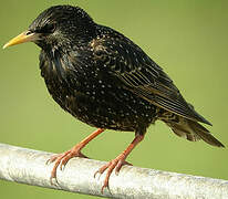 Common Starling