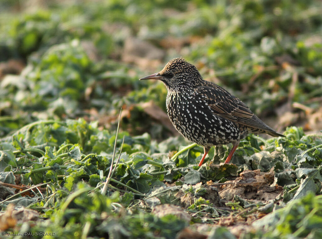 Common Starling, identification