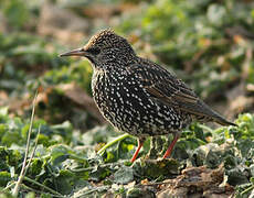 Common Starling