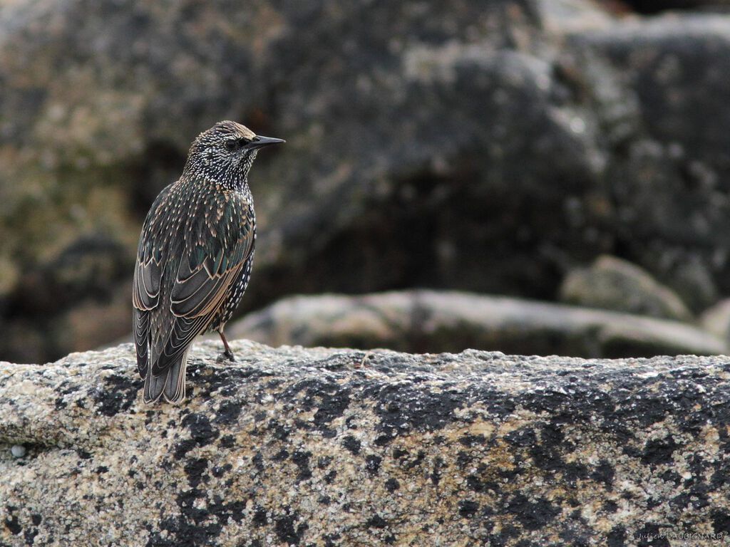 Common Starling, identification