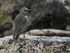 Common Starling