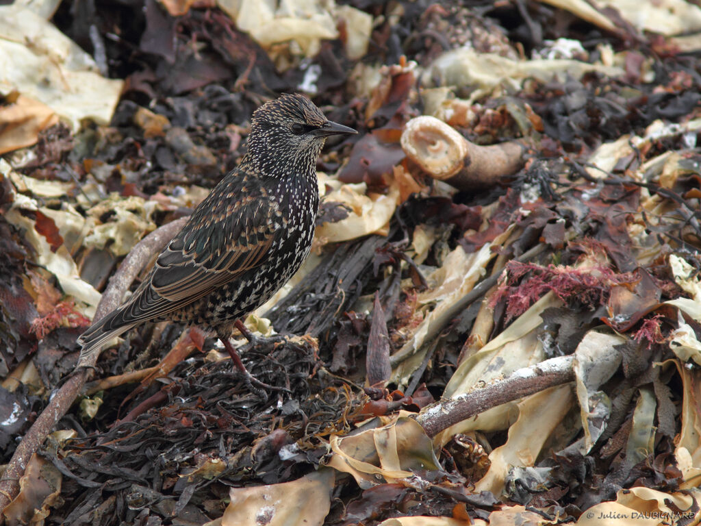 Common Starling, identification