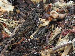 Common Starling