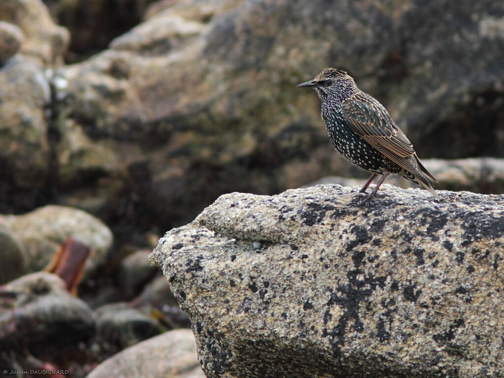 Common Starling, identification