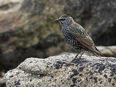 Common Starling