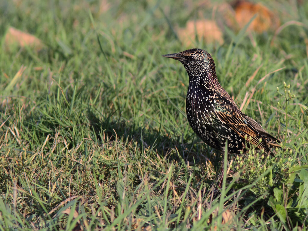 Étourneau sansonnetadulte, identification