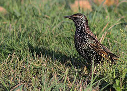 Common Starling