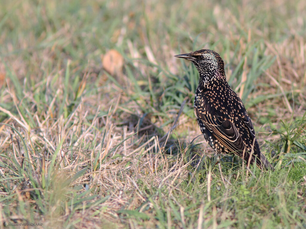 Étourneau sansonnetadulte, identification