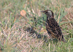 Common Starling