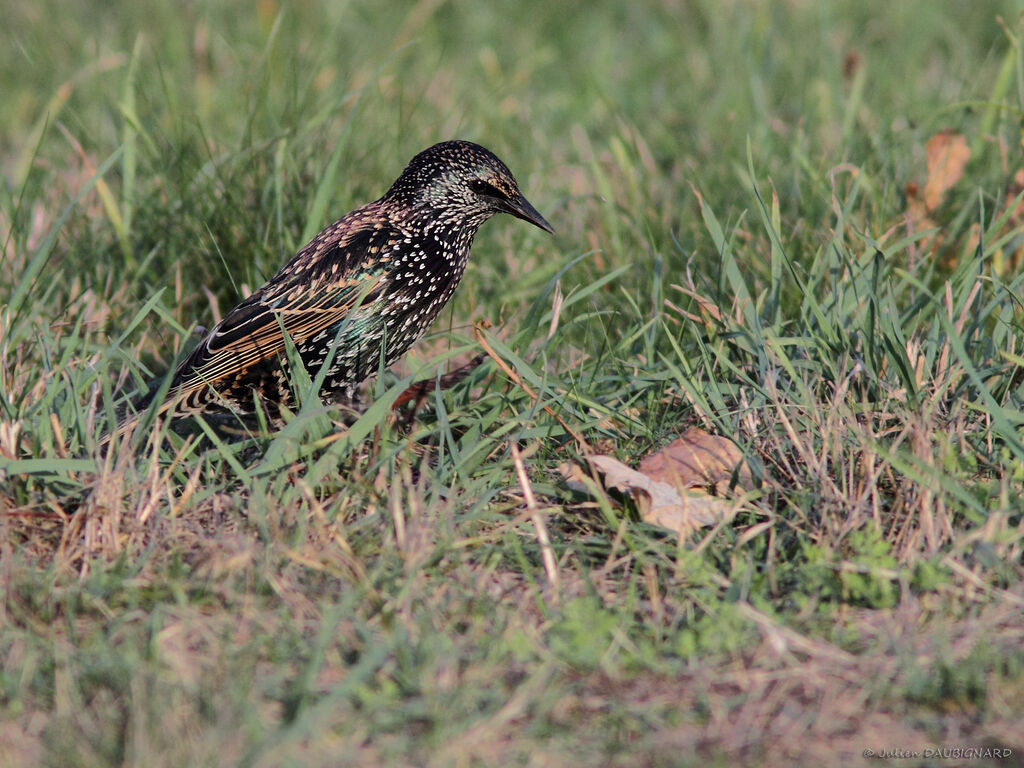 Étourneau sansonnetadulte, identification