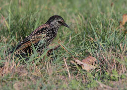 Common Starling