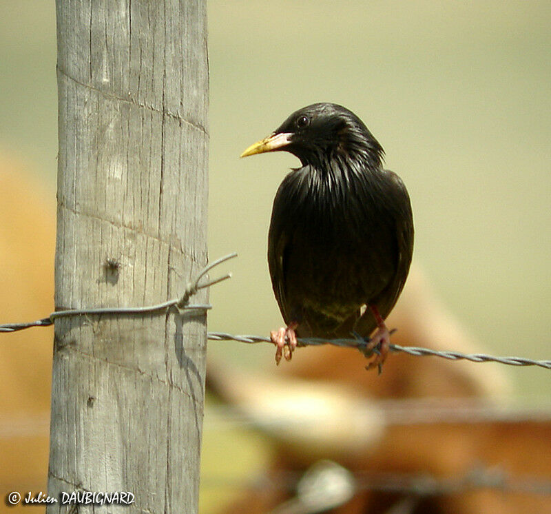 Spotless Starling