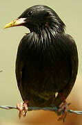 Spotless Starling