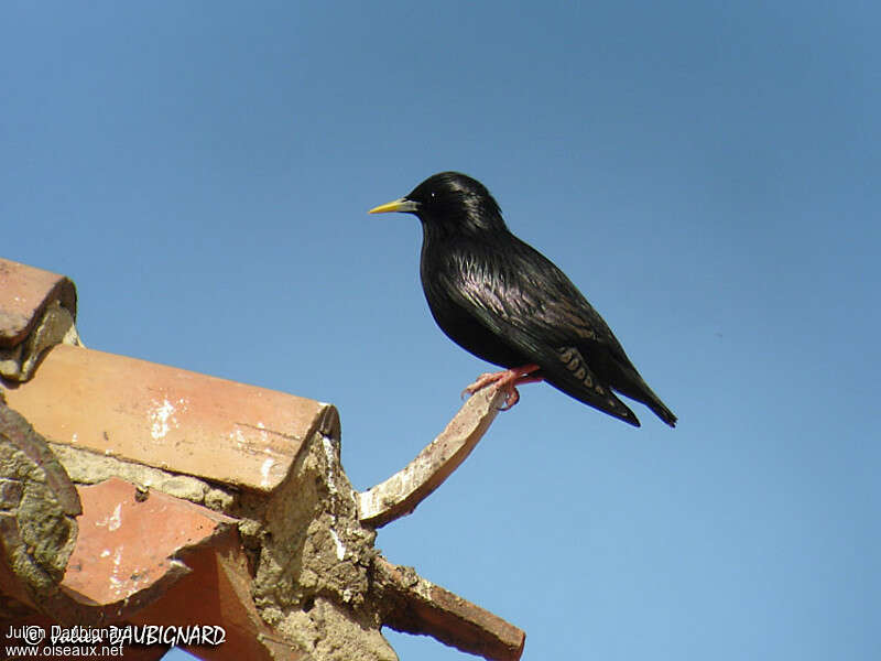 Spotless Starlingadult breeding, habitat