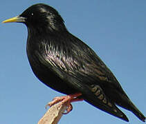 Spotless Starling