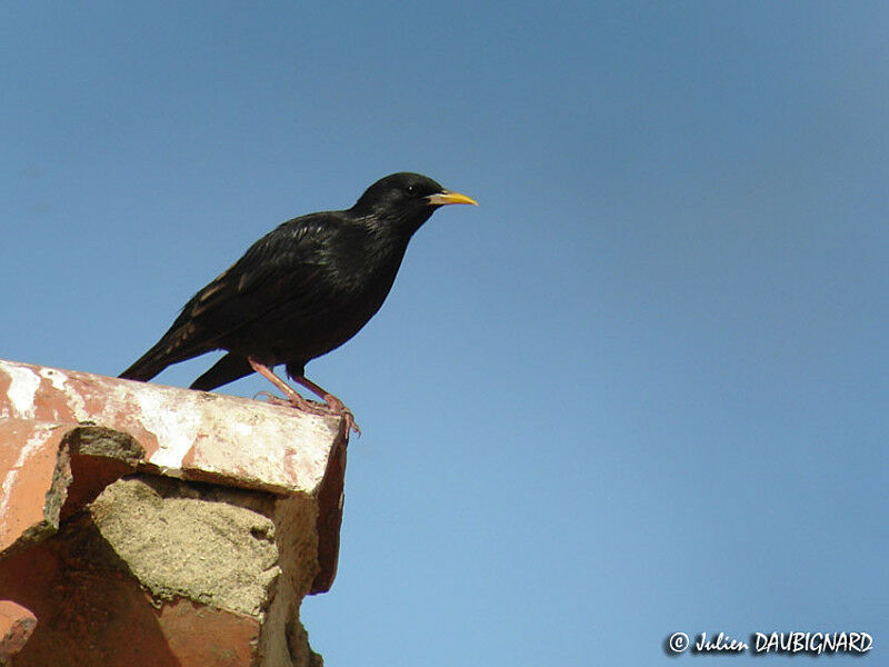 Spotless Starling