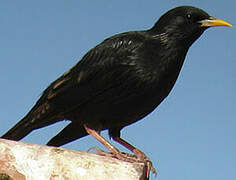 Spotless Starling