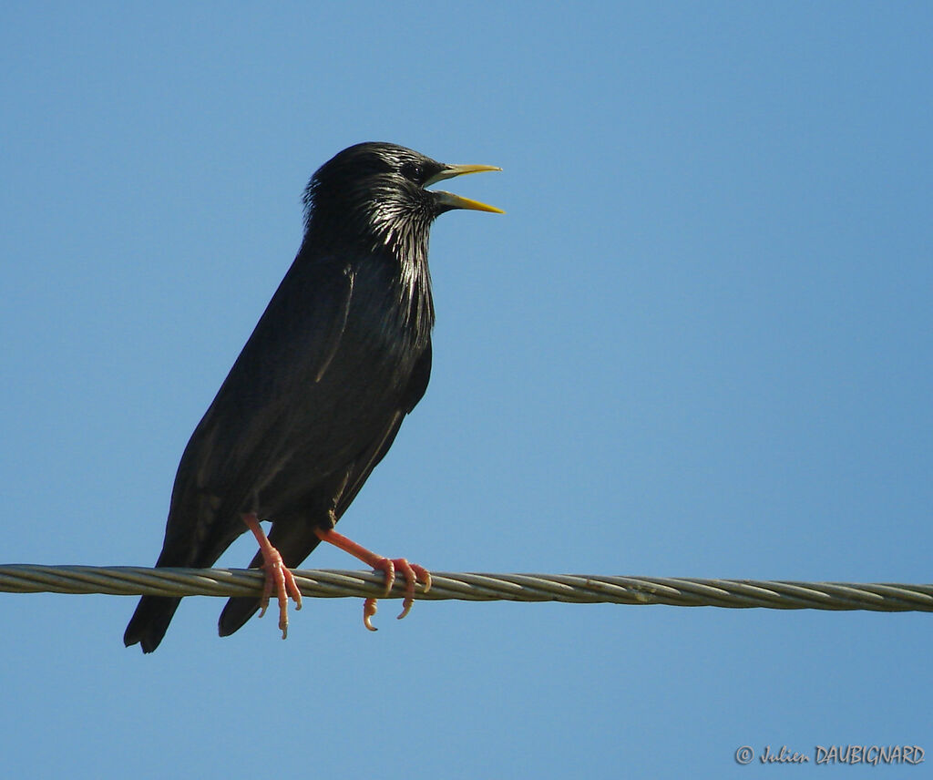 Spotless Starling, identification