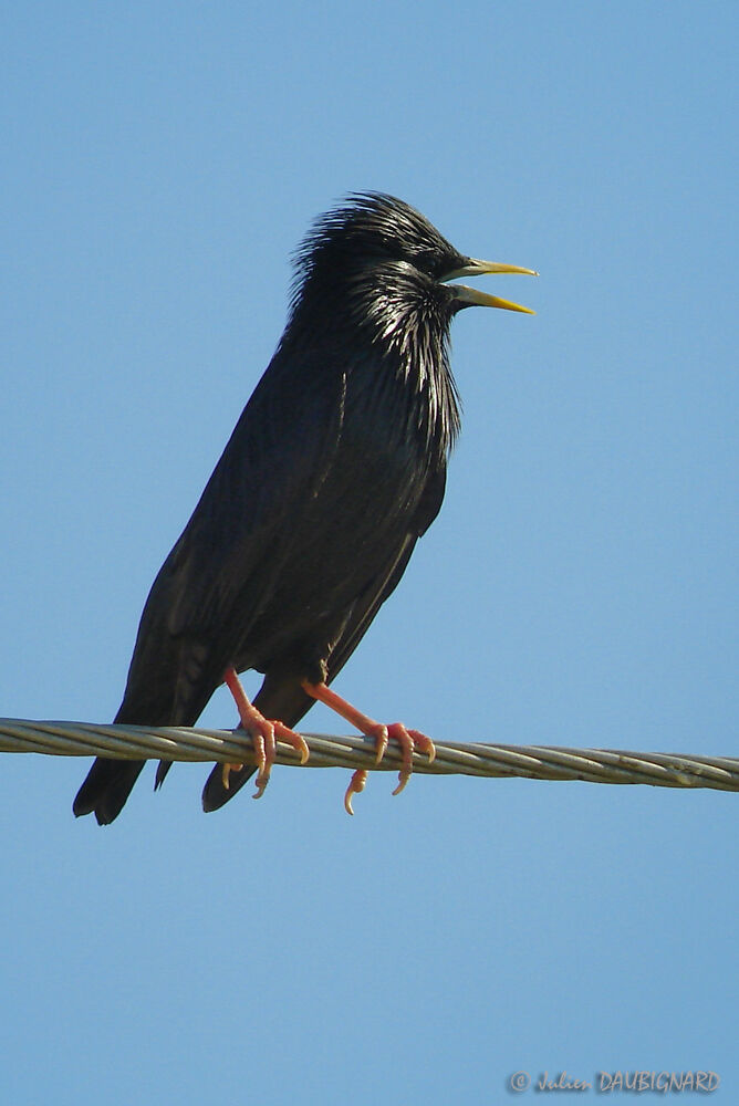 Spotless Starling, identification