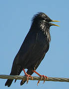 Spotless Starling