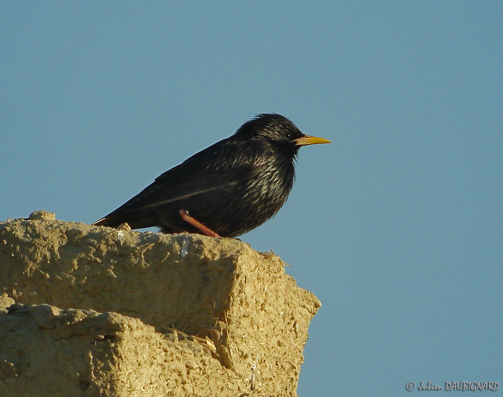 Spotless Starling, identification