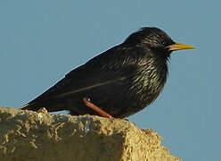 Spotless Starling