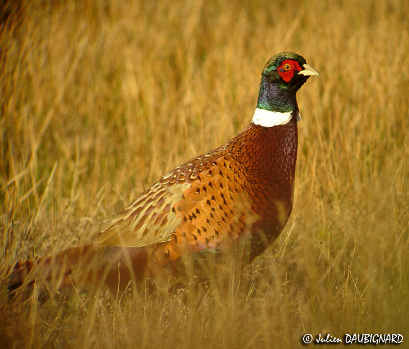 Common Pheasant male