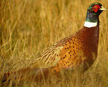 Common Pheasant