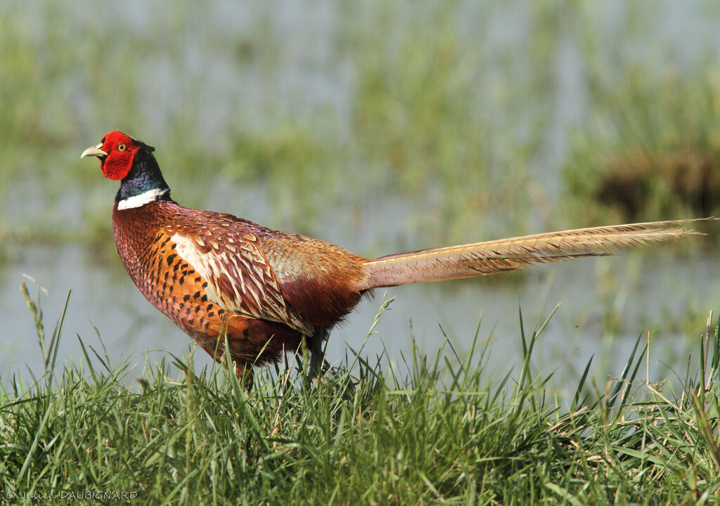 Common Pheasant male adult, identification