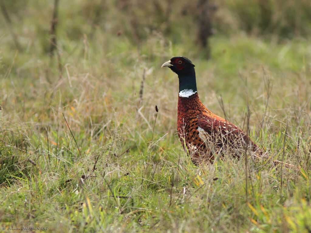 Faisan de Colchide, identification