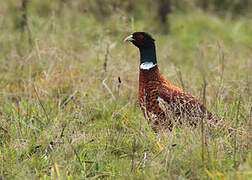 Common Pheasant