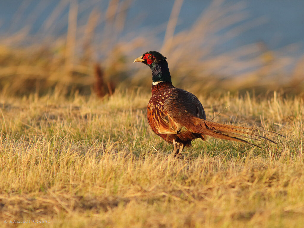 Faisan de Colchide, identification