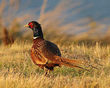 Common Pheasant