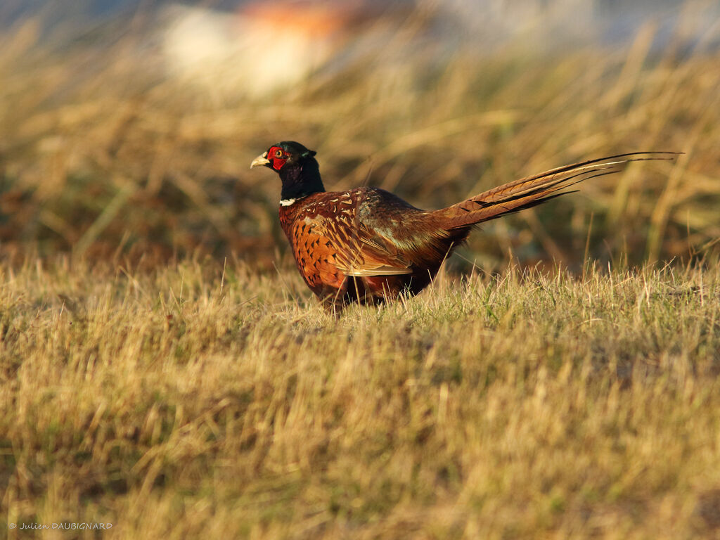 Common Pheasant male, identification