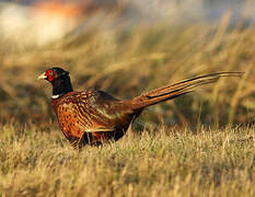 Common Pheasant