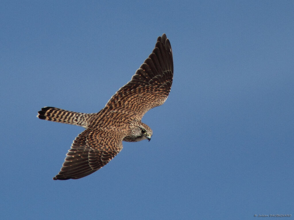 Common Kestrel female First year, Flight