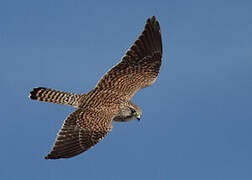 Common Kestrel